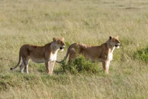 Parque do Bicuar recebe quatro leões importados na Namíbia que se encontravam em cativeiro na Huila