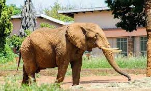 Charlie, o último elefante do zoológico da África do Sul, solto de volta à natureza após 43 anos de cativeiro