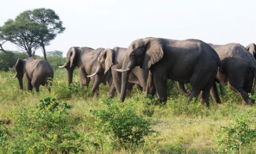 Namíbia começa a sacrificar mais de 700 animais selvagens para alimentar sua população