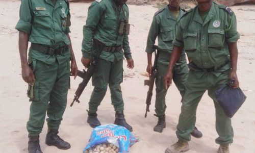 Polícia recupera mil 500 ovos de tartarugas marinhas furtados nas praias do Cuanza Sul