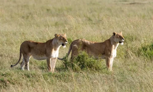 Parque do Bicuar recebe quatro leões importados na Namíbia que se encontravam em cativeiro na Huila