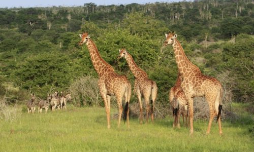 Caça ilegal e abate indiscriminado de árvores ameaçam extinguir várias espécies no Parque da Mupa