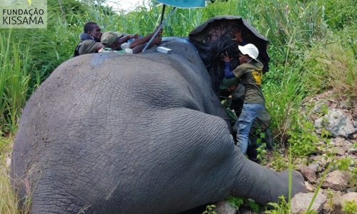 Especialistas arrancam com a 2ª fase de colocação de coleiras a elefantes dos parques de Mavinga e Luengue-Luiana