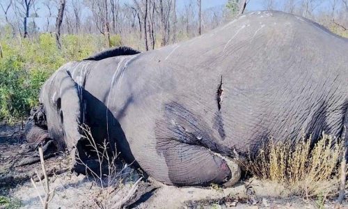 Elefante abatido e retirado o marfim por desconhecidos no Cunene